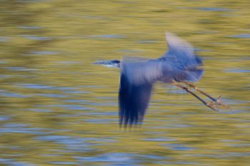 Great Blue Heron (Ardea herodias)