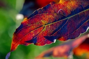 Dogwood Leaf