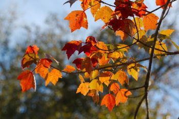 Maple Leaves