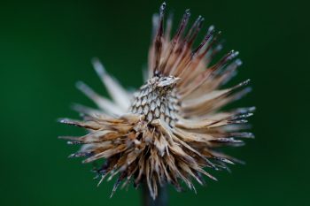 Purple Coneflower Seeds