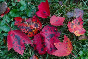 Maple Leaves