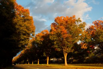 Zelkova Trees