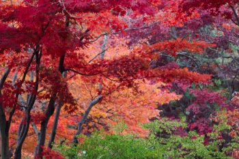 Japanese Maples