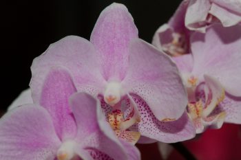 Phalaenopsis Orchids