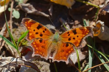 Eastern Comma (Polygonia comma)