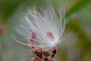 Milkweed Seed