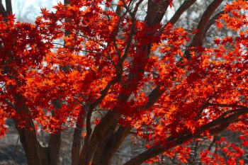 Japanese Maples