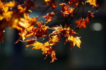 Japanese Maple Leaves