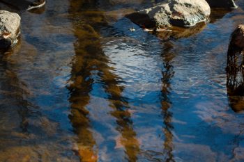 Watts Branch Tributary