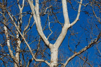 American Sycamore (Platanus occidentalis)