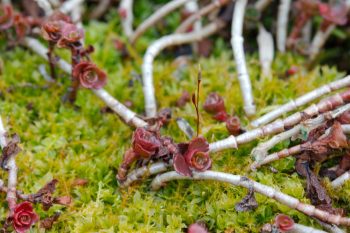 Sedum and Moss