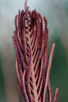 Fertile Fern Fronds