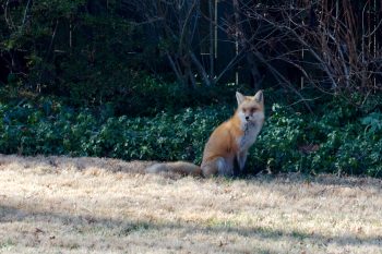 Red Fox (Vulpes vulpes)