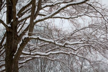 Snow In The Trees