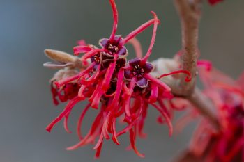 Hamamelis (Witch Hazel)