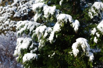 Calocedrus decurrens (Incense Cedar)