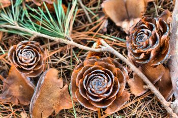 Deodar “Flowers”