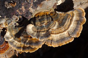 Bracket Fungi