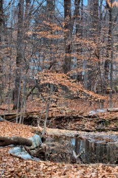 Beech Woods and Stream