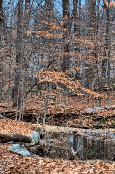 Beech Woods and Stream