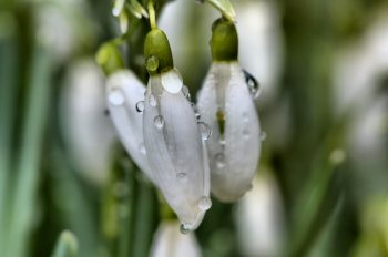 Snow Drops (Galanthus nivalis)