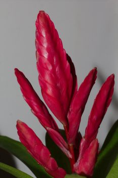 Bromeliad