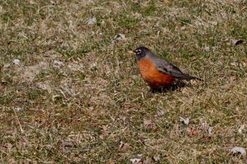 American Robin (Turdus migratorius)