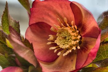 Lenten Rose ‘Mango Magic’