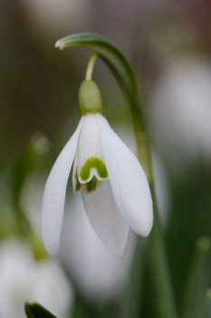 Snow Drops (Galanthus nivalis)