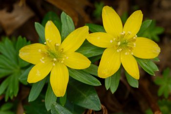 Winter Aconite (Eranthis hyemalis)