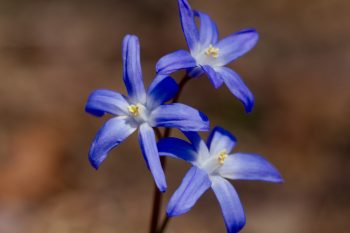 Chionodoxa forbesii (Glory of the Snow)