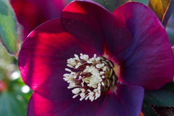 Helleborus ‘Red Racer’