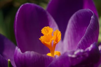 Crocus