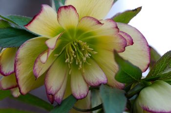 Lenten Rose ‘Rose Quartz’