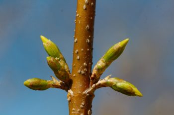 Forsythia Buds