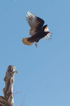 Turkey Vulture (Cathartes aura)