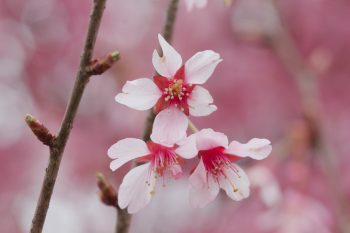 Cherry Blossoms