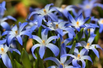 Chionodoxa forbesii