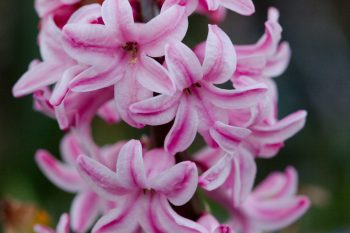 Pink Hyacinths