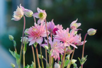 Pink Columbine