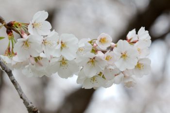 Cherry Blossoms