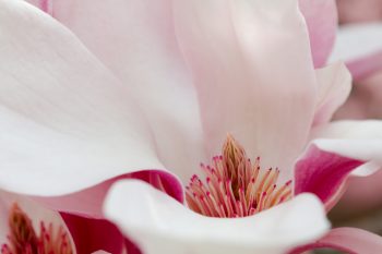 Saucer Magnolia