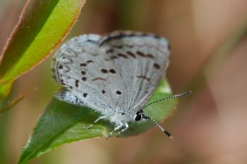 Azure (Celastrina sp.)