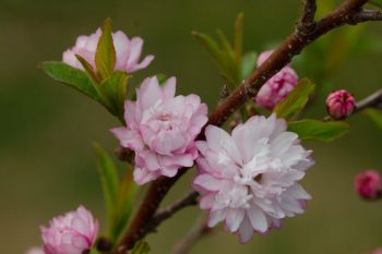 Flowering Almond