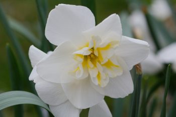Narcissus 'Lemon Beauty'