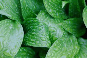 Rain on Hosta