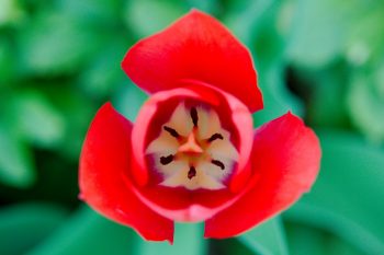 Tulip ‘Van Eijk’