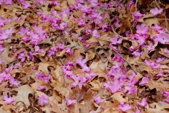 Rhododendron Flowers