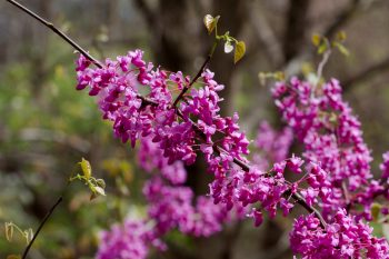 Eastern Redbud (Cercis canadensis)