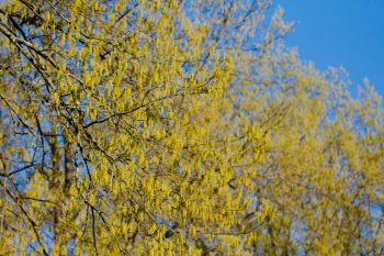 Flowering Oaks